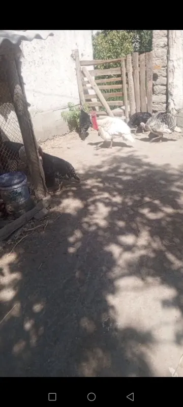 Kurka tovuqlari sotiladi 2 Kurka tovuqlari sotiladi 2