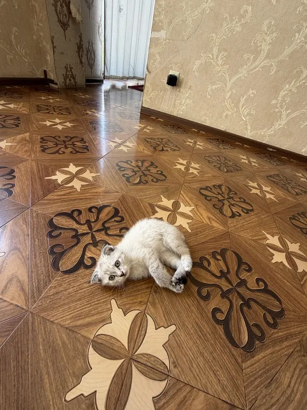 Продам Кошки Scotish 1 oylik sog’lom