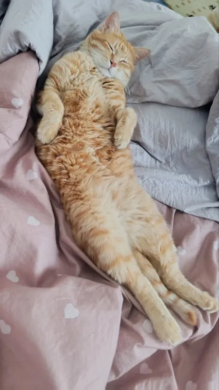 Отдам кота в добрые руки 3