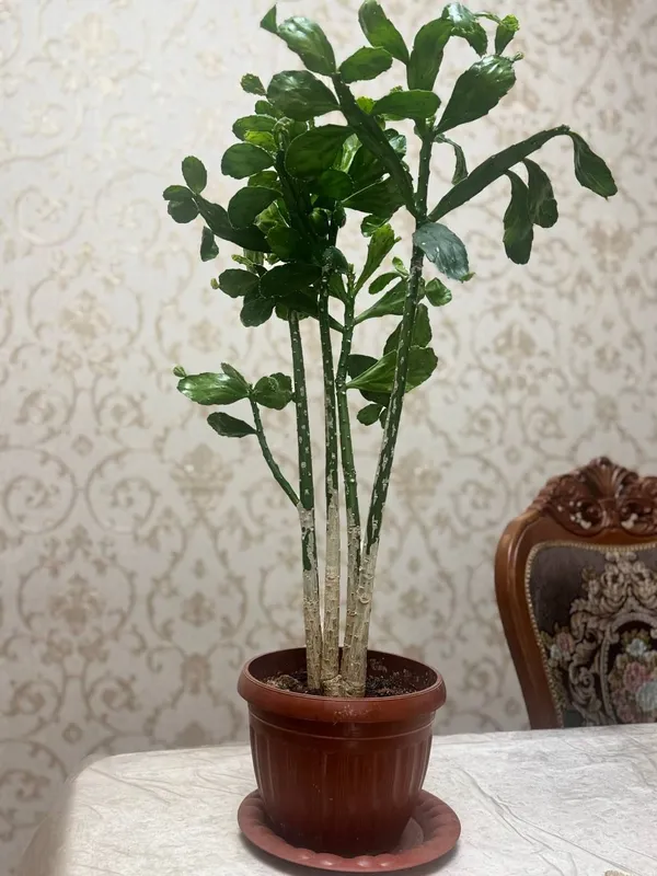 Продаётся домашний кактус (Schlumbergera) 2 Продаётся домашний кактус (Schlumbergera) 2