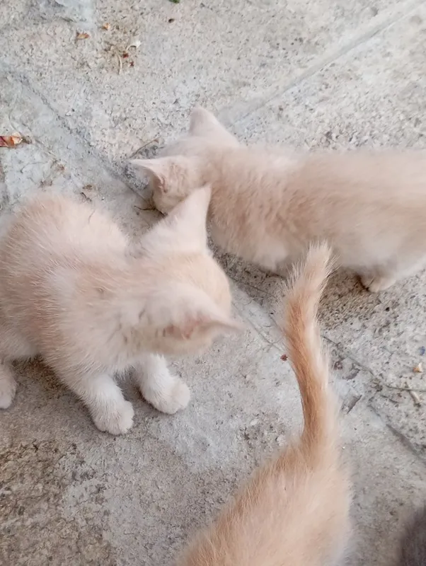 Котята британской породы