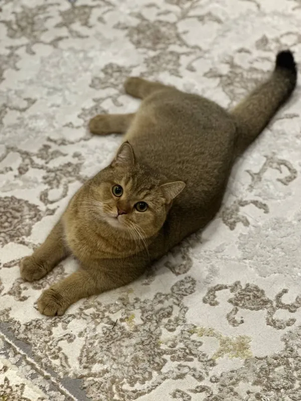 Вязка кот золотая шиншила — фото 4