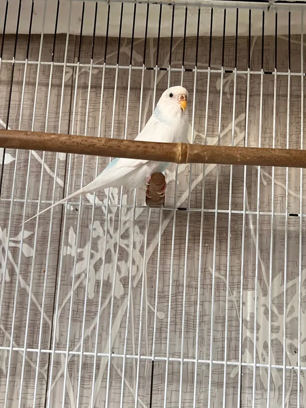 Tayyor Moda (ayol) Valnistiy papugay Totiqush qizbola — фото 3