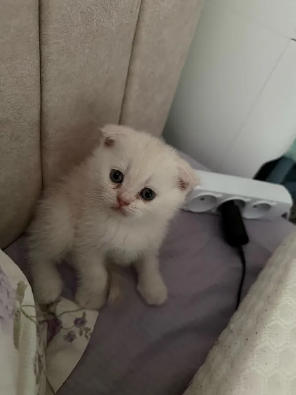 Скоттиш фолд пародали мушукча — фото 4