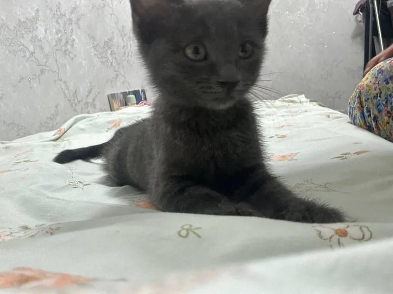 кошка скотиш страйт 2 месяца лоток расчоска бонус 2 кошка скотиш страйт 2 месяца лоток расчоска бонус 2