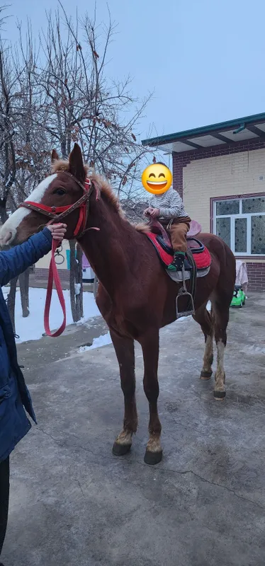 Toy qozoq qirgiz 2 Toy qozoq qirgiz 2