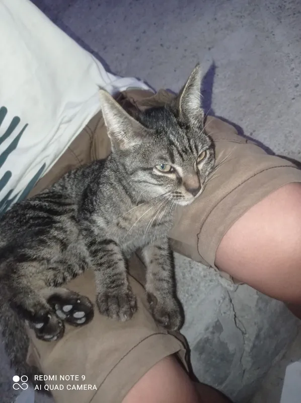 кошка 2