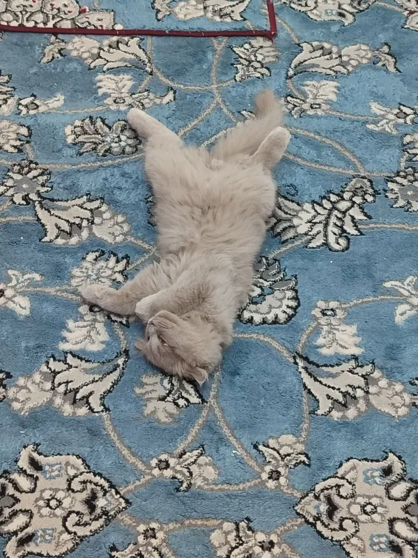 Skottish mushuk sotiladi 3 Skottish mushuk sotiladi 3