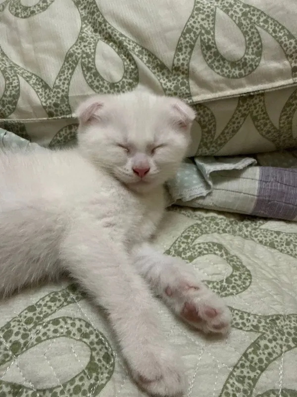 Scottish fold o’gil bola 2 oylik 4 Scottish fold o’gil bola 2 oylik 4