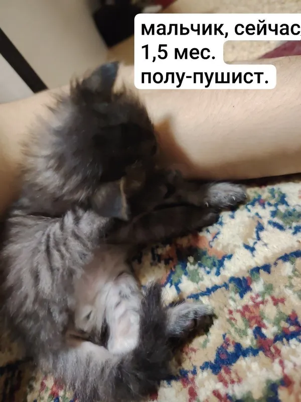 СРОЧНО ОТДАЁМ котята в добрые руки, 5 штук!!! 5 СРОЧНО ОТДАЁМ котята в добрые руки, 5 штук!!! 5