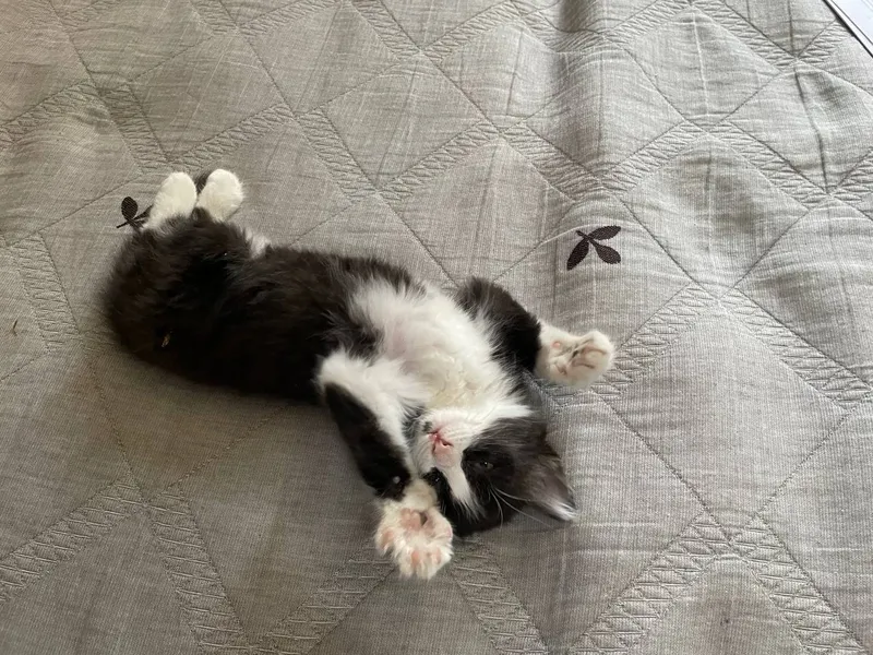 Котята,2 мес., к лотку приучены! Мальчик и девочка — фото 2