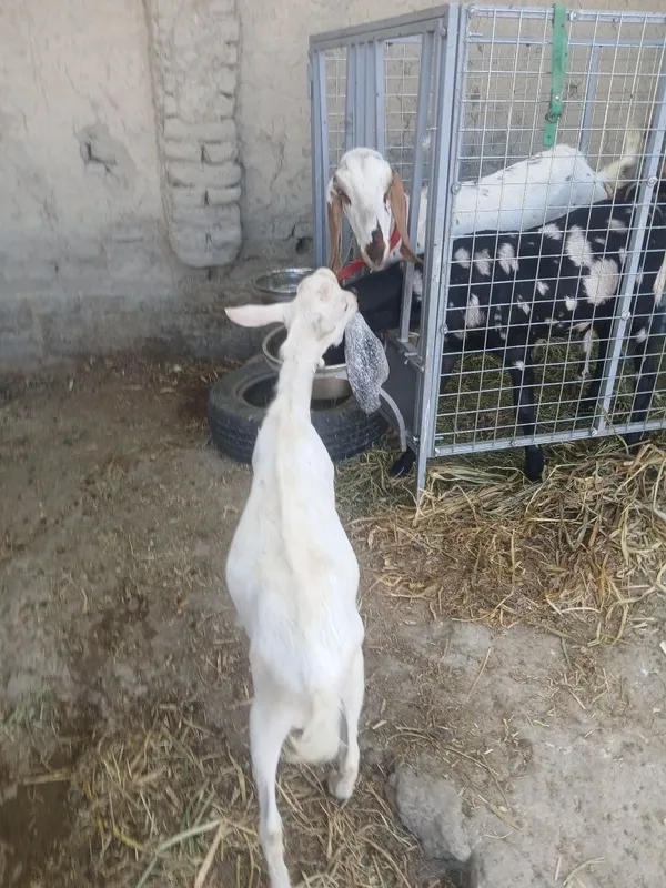 Zotga takacha sotiladi 3