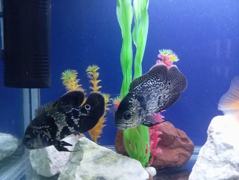 Astronotus va Papugay baliq sotiladi!