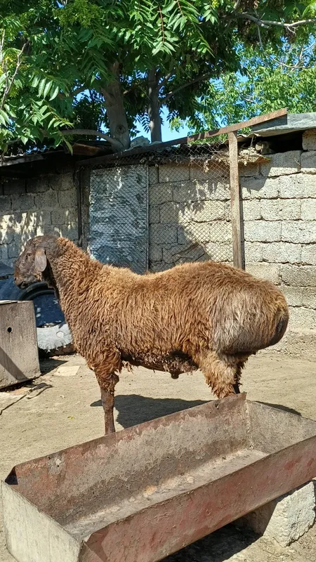 Кучкор сотилад 100 клограмгача опши весдаги кучкорлар бор — фото 1