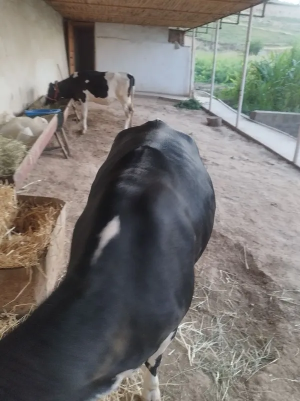 G'unajin sotiladi 7 G'unajin sotiladi 7
