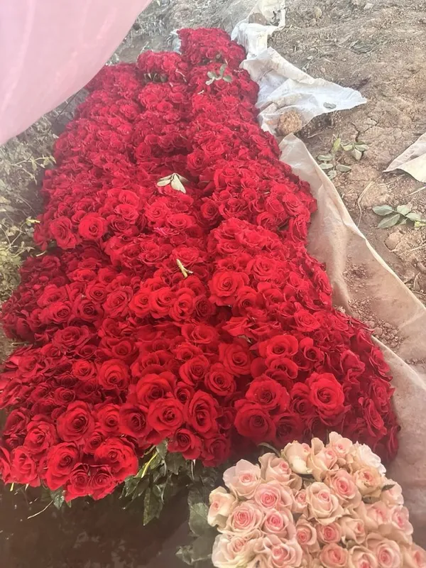 atir gullar har xil turdagi kochatlar — фото 1