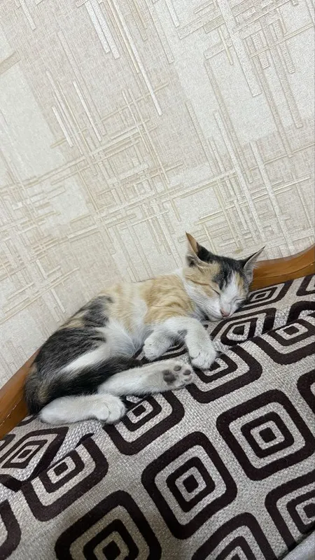 Котенок в добрые руки 2 Котенок в добрые руки 2