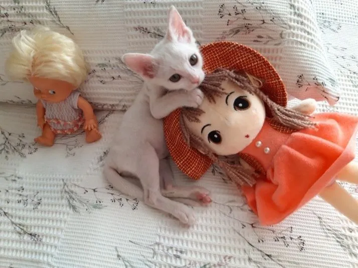 Котёнок в добрые и руки. 1 Котёнок в добрые и руки. 1