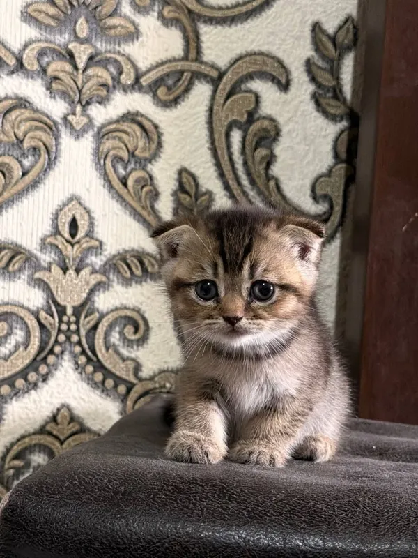 scottish fold девочка 1.5 месяцев — фото 2