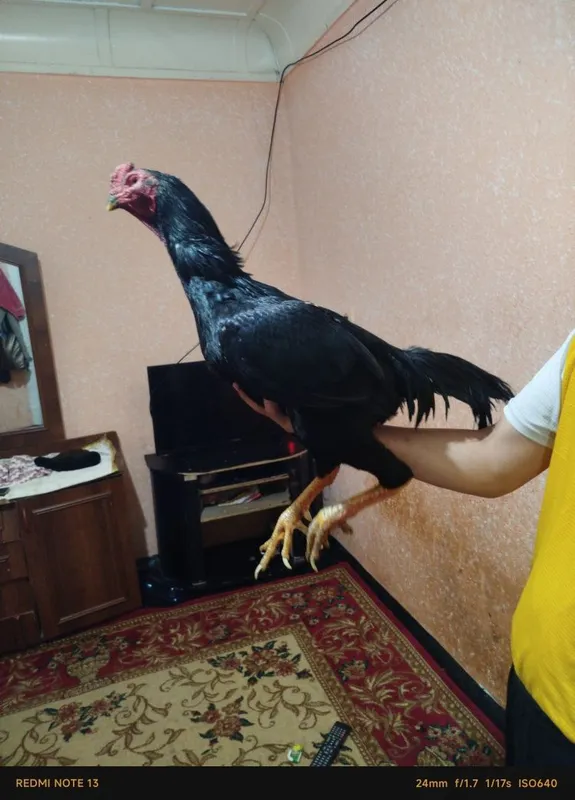 Dakan uji tulak bolgan