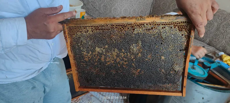 мёд мёд