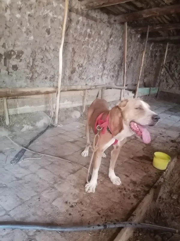 Alabay bn pitbul qo‘shilgani gibrit kuchuk sotiladi — фото 1