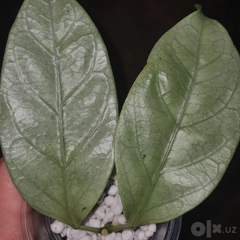 Hoya coriacea Silver 2 Hoya coriacea Silver 2