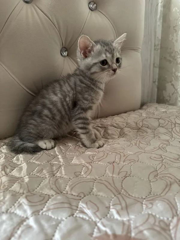 Котенок Шотландский 3 Котенок Шотландский 3
