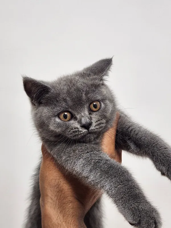 Кошка скотиш страйт
