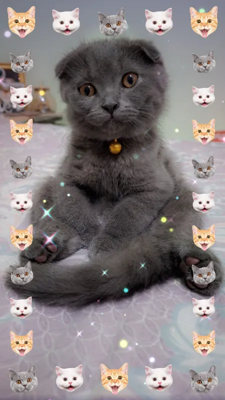 Продаётся чистокровный котёнок