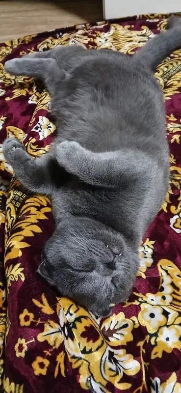 Mushuk Scottish Fold — фото 1