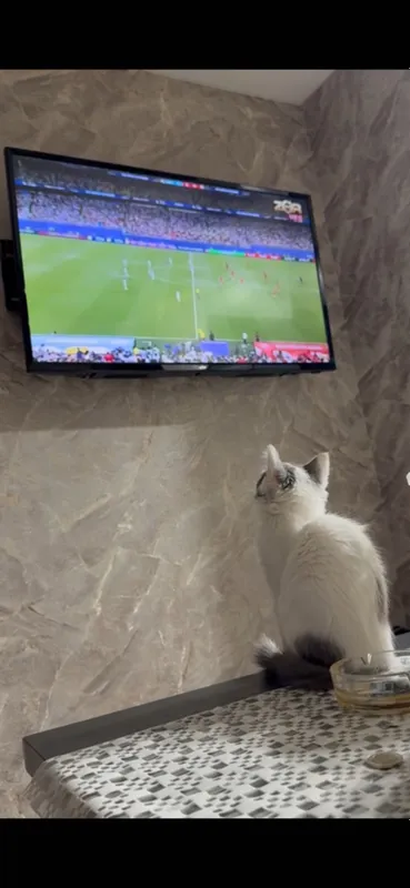 Котята домашние маленькие 2 Котята домашние маленькие 2