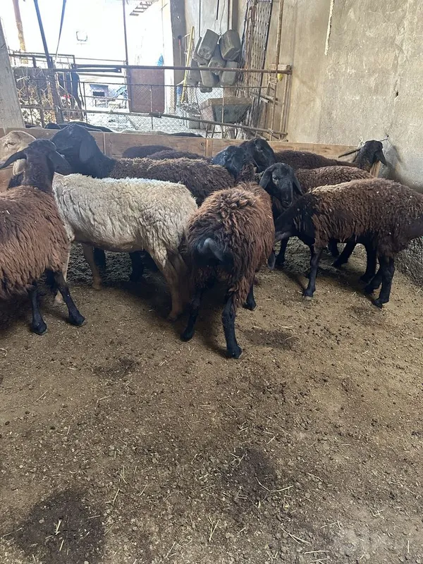 Xisori 9 10 oyli soliqla 2 Xisori 9 10 oyli soliqla 2