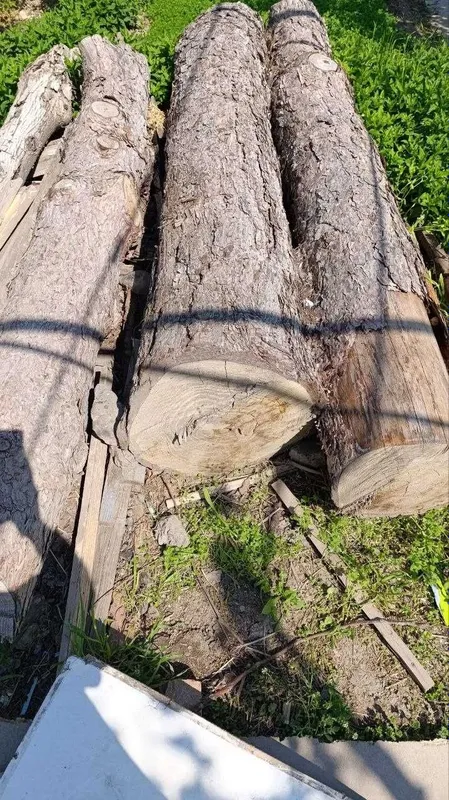 Tekinga kesilgan sosna daraxti beriladi. Tekinga kesilgan sosna daraxti beriladi.