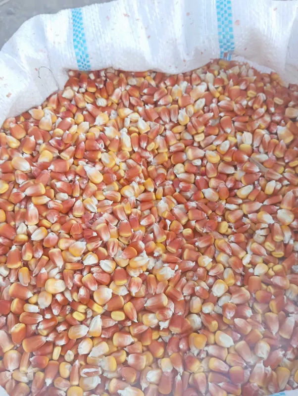 Makkajo'xori doni urug' yem va boshqa narsalar uchun Makkajo'xori doni urug' yem va boshqa narsalar uchun