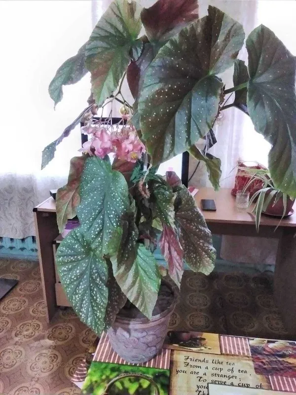 Бегония цветущая