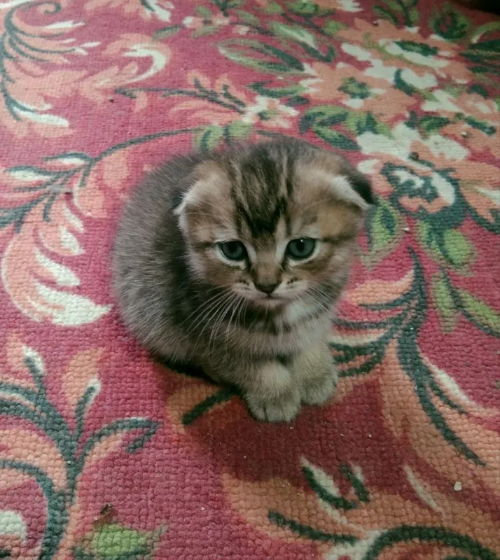 Котята скотиш фолд скотиш страйк — фото 3