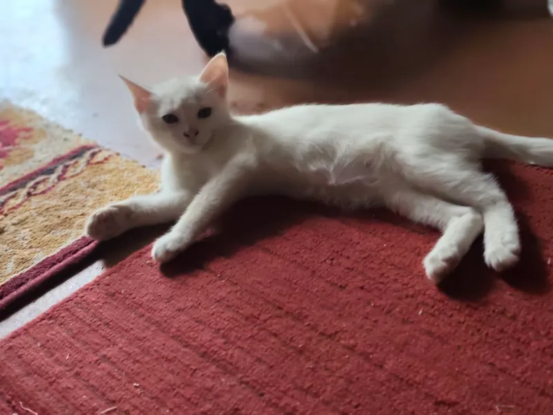 Отдам в хорошие руки котят 2