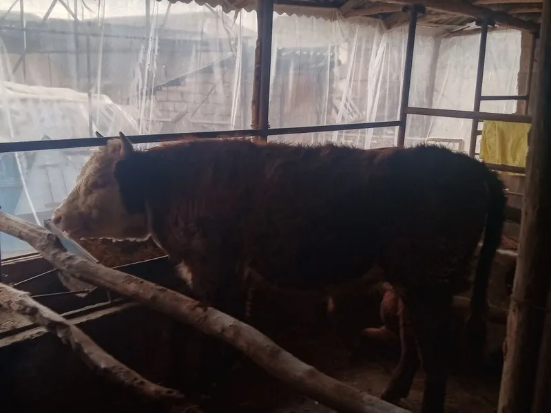 Boqma paroda buqalar smental va grendort narxini telefonda belgilanadi — фото 4