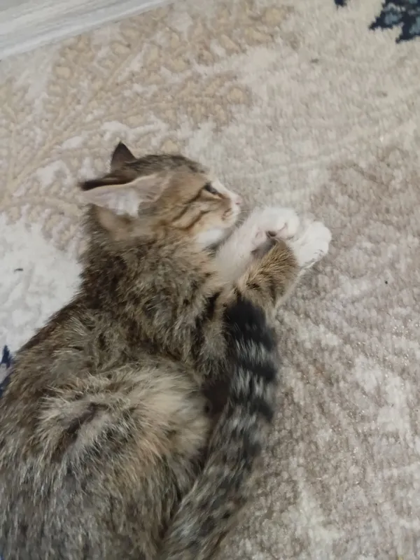 Nala 3 Nala 3