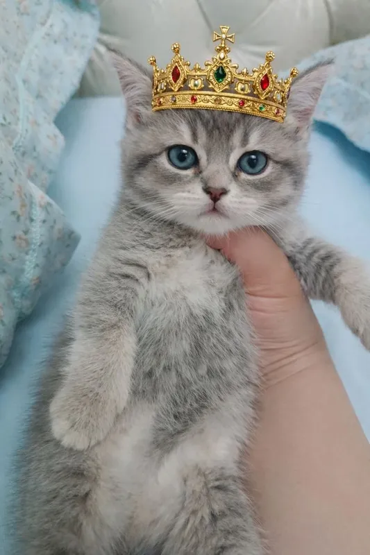 Продается британский котенок — фото 3