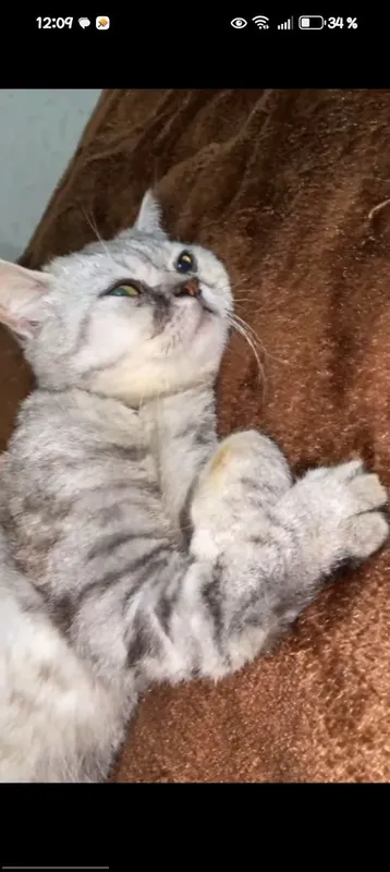 “СРОЧНО! Красивый котик экзот, большие глаза