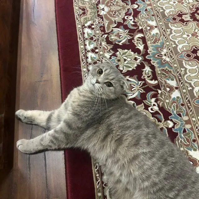 Sotiladi: Scottish Fold zotli mushuk va mushukcha 3