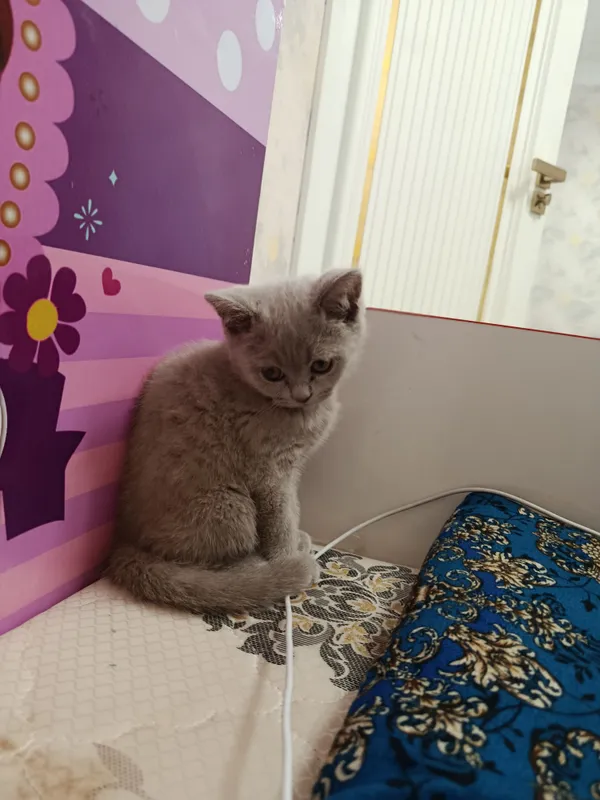 Ассалому алейкум, продаётся этот маленький котёнок 150$ 2
