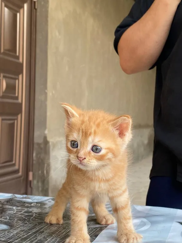 кошка 1 кошка 1
