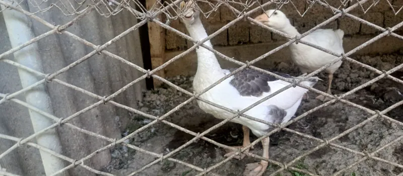 Продаю гусей и петухов 2 Продаю гусей и петухов 2