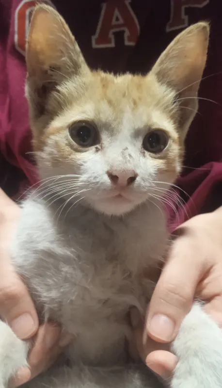 iltimos yaxshi boqadigonlar murojaat qilsin 2 iltimos yaxshi boqadigonlar murojaat qilsin 2