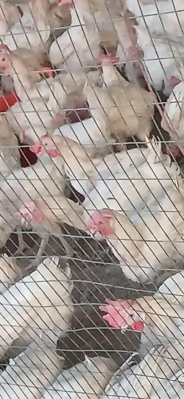 Tuhum qiladigan tovuqlar sotiladi 2