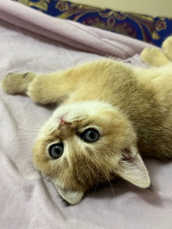 Продаются котята породы Голд Шиншила (Gold shinshila) 1 Продаются котята породы Голд Шиншила (Gold shinshila) 1