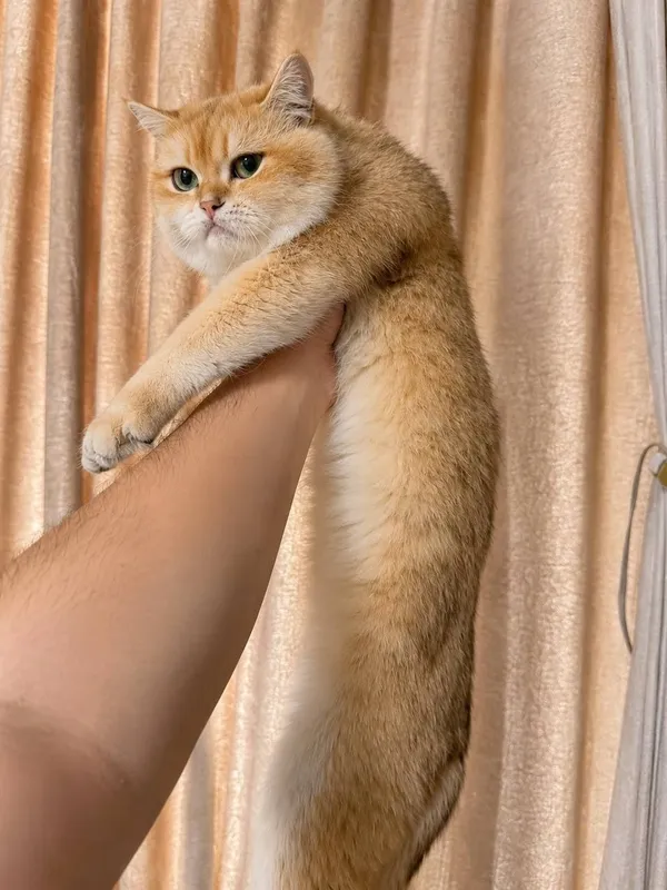 Золотая шиншилла — фото 1